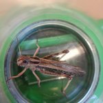 phoca_thumb_m_hmyz 13 Fotogalerie